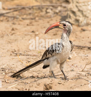 Portrait d'un bec rouge Calao (Toko), vu en Namibie, l'Afrique. Banque D'Images