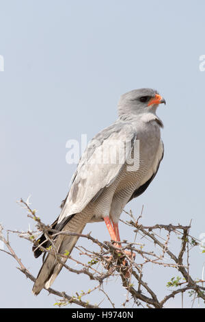 Autour des palombes Psalmodiant pâle assis sur un acacia, vu en Namibie, l'Afrique. Banque D'Images