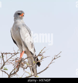 Autour des palombes Psalmodiant pâle assis sur un acacia, vu en Namibie, l'Afrique. Banque D'Images