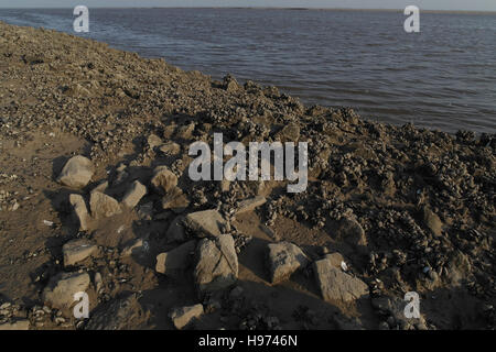 Ciel bleu marée basse voir en amont de nombreux moules sauvages sur le sable et les gravats Amérique du mur d'entraînement de la rivière Ribble, Fairhaven, UK Banque D'Images