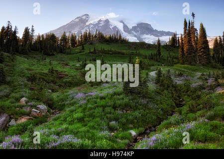 Dernière lumière sur le plus haut sommet de Washington, Mt Rainier avec fleurs sauvages d'été le long de Dead Horse Creek dans Mt Rainier National Park. Banque D'Images