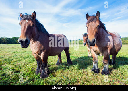 Les Ardennes ou Ardennais chevaux dans un champ dans la région des Ardennes belges. Banque D'Images