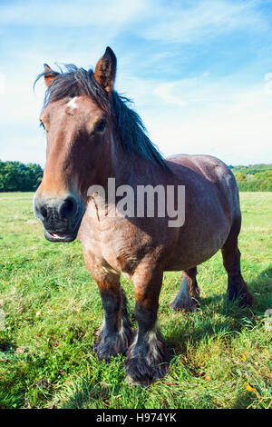 Les Ardennes ou Ardennais chevaux dans un champ dans la région des Ardennes belges. Banque D'Images