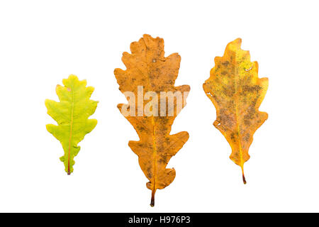 Ensemble de trois feuilles de l'automne dans différents états de flétrissement isolé sur fond blanc Banque D'Images