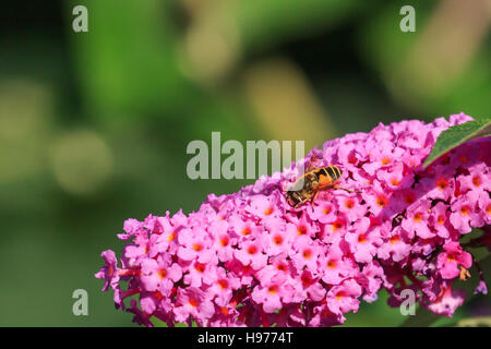 Sunlit Hover fly sur buddleia violet fleur dans un jardin anglais Banque D'Images