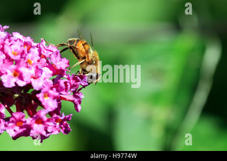 Sunlit Hover fly sur buddleia violet fleur dans un jardin anglais Banque D'Images