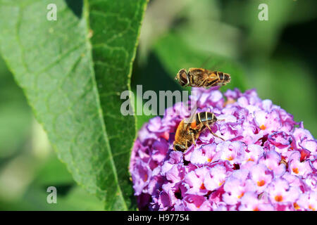 Hover fly overing Mâle Femelle au-dessus d'un Hover fly sur un Buddleia flower Banque D'Images