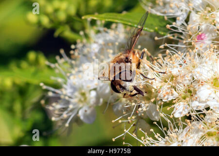 Sunlit Hover fly sur sur fleurs blanches au jardin anglais et Banque D'Images