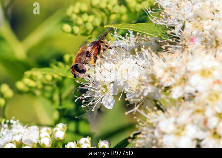 Sunlit Hover fly sur sur fleurs blanches au jardin anglais et Banque D'Images