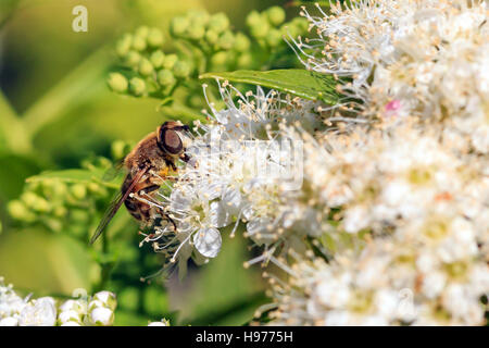Sunlit Hover fly sur sur fleurs blanches au jardin anglais et Banque D'Images