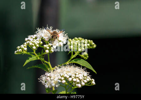 Sunlit Hover fly sur sur fleurs blanches au jardin anglais et Banque D'Images