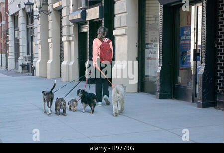 Un professional dog walker marcher cinq brouillard dans les rues de Greenwich Village à New York City Banque D'Images