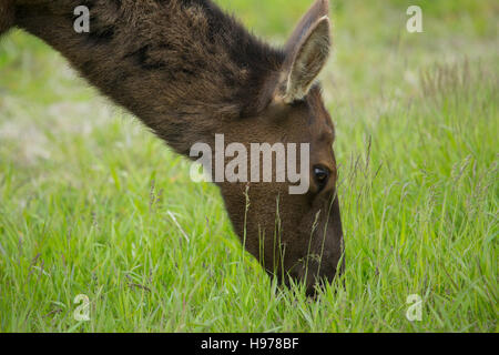 cerf en alaska Banque D'Images