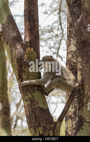 Un singe (Chlorocebus pygerythrus) se nourrissent d'une écorce jaune Acacia Banque D'Images