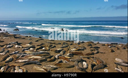 Les éléphants de mer, Point Piedras Blancas, San Simeon, en Californie Banque D'Images