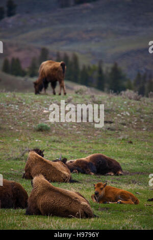 Petit troupeau de bisons dans le parc national de Yellowstone Banque D'Images