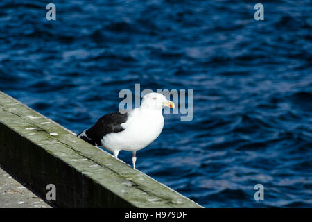 Une mouette solitaire debout au quai et à la recherche de nourriture Banque D'Images