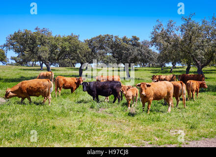 Les vaches qui paissent dans les prairies de l'Espagne Dehesa Extremadura par via de la Plata Banque D'Images