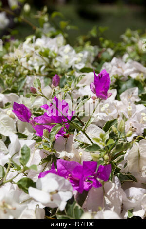 Belles fleurs de bougainvilliers pourpres et gros plan arrière-plan flou Banque D'Images