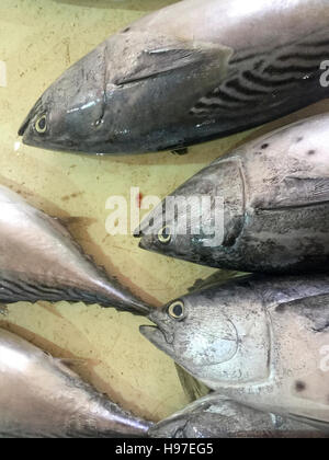 Close up de thon à nageoires jaunes sur l'affichage à l'marché aux poissons. Banque D'Images