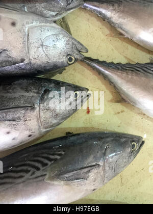 Close up de thon à nageoires jaunes sur l'affichage à l'marché aux poissons. Banque D'Images