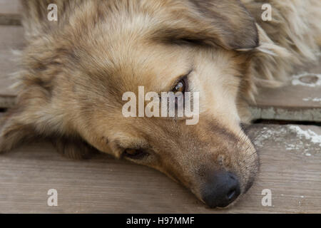 Chien allongé sur le plancher en bois et à la triste Banque D'Images