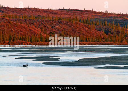 Le passage des caribous de la rivière Susitna au coucher du soleil pendant l'automne de l'ornière. Banque D'Images