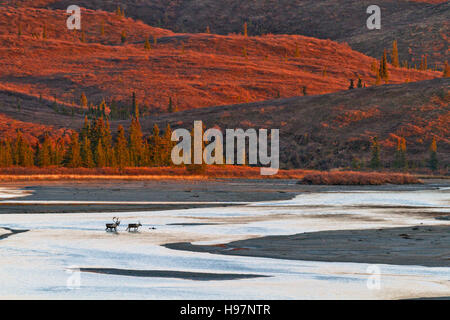 Le passage des caribous de la rivière Susitna au coucher du soleil pendant l'automne de l'ornière. Banque D'Images