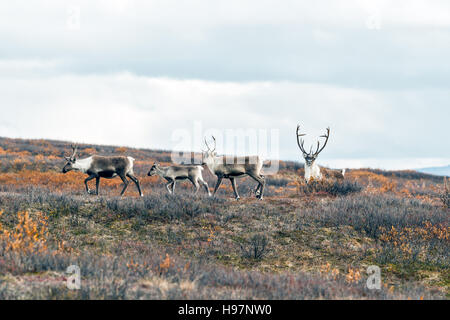 Troupeau de caribous du gamme Alaska montagnes pendant l'automne de l'ornière. Banque D'Images