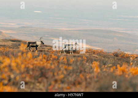 Un veau, vache et du caribou des bois dans les montagnes de l'Alaska Range pendant l'automne de l'ornière. Banque D'Images