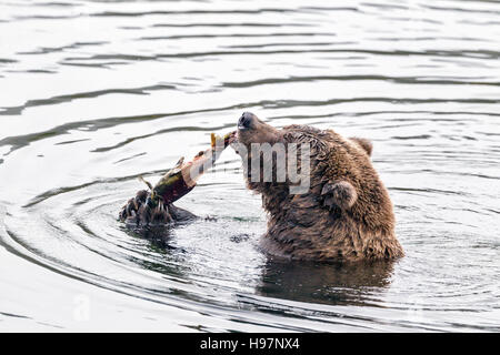 Ours brun femelle festoyer sur le saumon fraie dans Katmai National Park, Alaska Banque D'Images