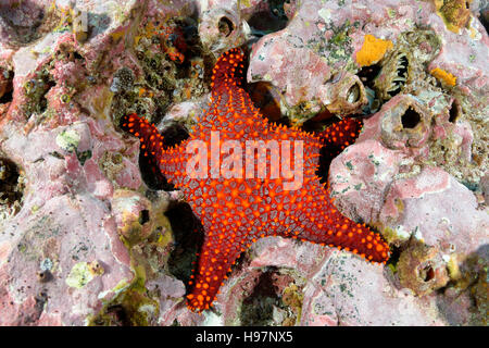 Coussin Panamic star, Cortez ou étoile de mer étoile de mer à crampons, l'île de Malpelo, en Colombie, à l'Est de l'Océan Pacifique Banque D'Images