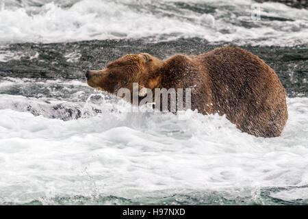 Ours brun mâle agite l'eau de sa fourrure à Brooks Falls, Katmai National Park, Alaska Banque D'Images