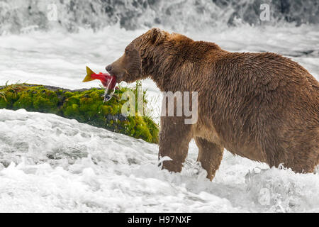 Ours brun mâle frai du saumon rouge de rattrapage à Brooks Falls, Katmai National Park, Alaska Banque D'Images