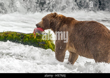 Ours brun mâle frai du saumon rouge de rattrapage à Brooks Falls, Katmai National Park, Alaska Banque D'Images