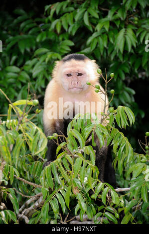 Singe capucin à tête blanche, rainforest, Gamboa, Panama Banque D'Images