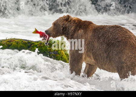 Ours brun mâle frai du saumon rouge de rattrapage à Brooks Falls, Katmai National Park, Alaska Banque D'Images