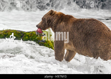 Ours brun mâle frai du saumon rouge de rattrapage à Brooks Falls, Katmai National Park, Alaska Banque D'Images