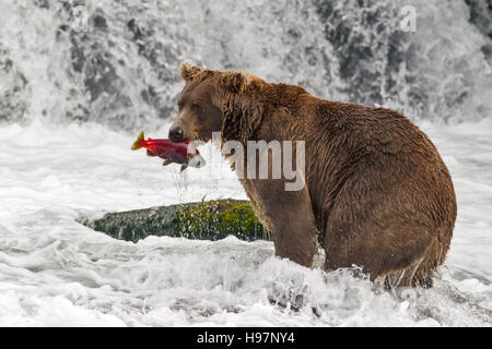 Ours brun mâle frai du saumon rouge de rattrapage à Brooks Falls, Katmai National Park, Alaska Banque D'Images