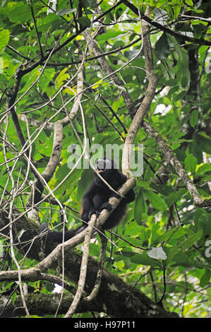 L'Île de Coiba howler, forêt tropicale, Gamboa, Panama Banque D'Images