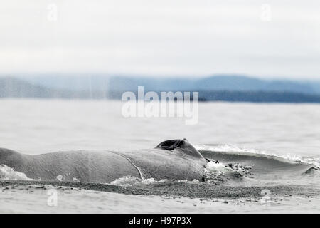 Un adulte baleine à bosse (Megaptera novaeangliae) soufflant dans les eaux autour de la côte de l'Alaska Banque D'Images