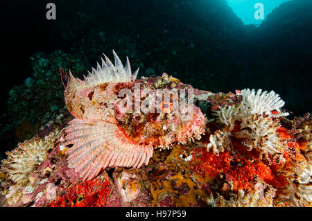 Stone rascasses, Pacific spotted scorpionfish, l'île de Malpelo, en Colombie, à l'Est de l'Océan Pacifique Banque D'Images