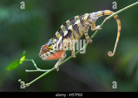 Caméléon panthère (Furcifer pardalis) sur petite branche dans la forêt tropicale à Farankaraina Tropical Park, espèces sauvages de Madagascar. Banque D'Images