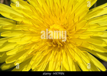 Le pissenlit officinal Taraxacum officinale close-up Dorset Angleterre Banque D'Images