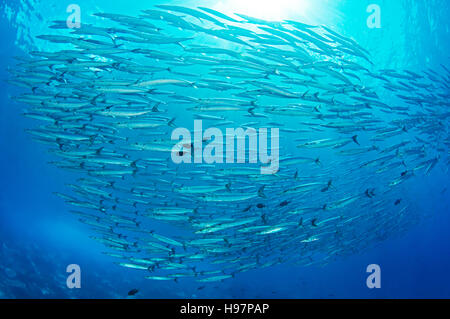 L'école de l'île de Malpelo, barracudas du Mexique, de la Colombie, de l'Océan Pacifique Banque D'Images