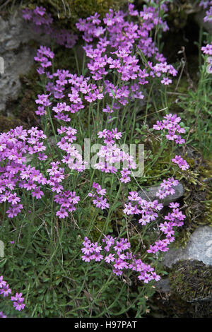 Conte de foxglove Erinus alpinus Vercors France Banque D'Images