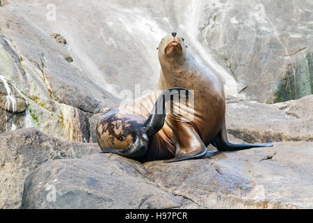 Lion de mer de Steller, Alaska Banque D'Images