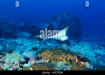 Spotted Eagle Ray, l'île de Malpelo, en Colombie, à l'Est de l'Océan Pacifique Banque D'Images