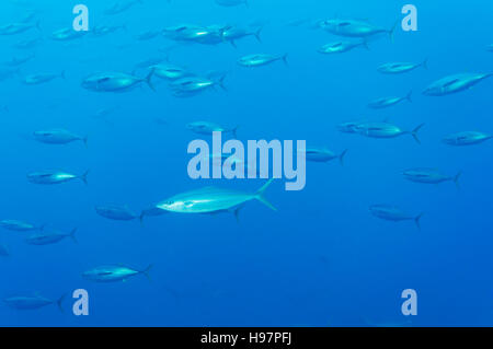 L'école de l'albacore et un Rainbow Runner, l'île de Malpelo, en Colombie, à l'Est de l'Océan Pacifique Banque D'Images