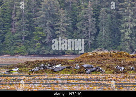 Une colonie de phoque commun (Phoca vitulina) halé-out pour se reposer sur des roches couvertes d'algues sur la rive de la forêt nationale de Tongass, Alaska Banque D'Images